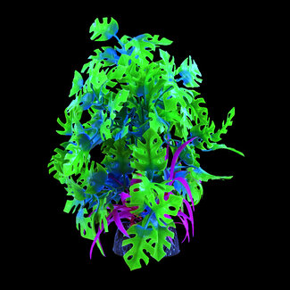 Underwater Treasures Glo Anubias Green/Blue Large
