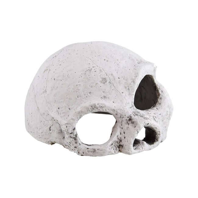 Ceramic Skull Medium