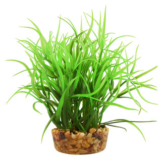 Underwater Treasures Star Grass 4" Aquarium Plant