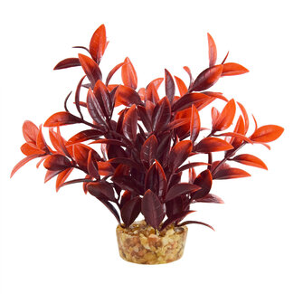 Underwater Treasures Ludwiga Cherry 6" Aquarium Plant