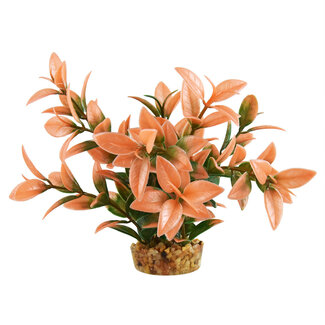 Underwater Treasures Ludwiga Peach Tip 6" Aquarium Plant