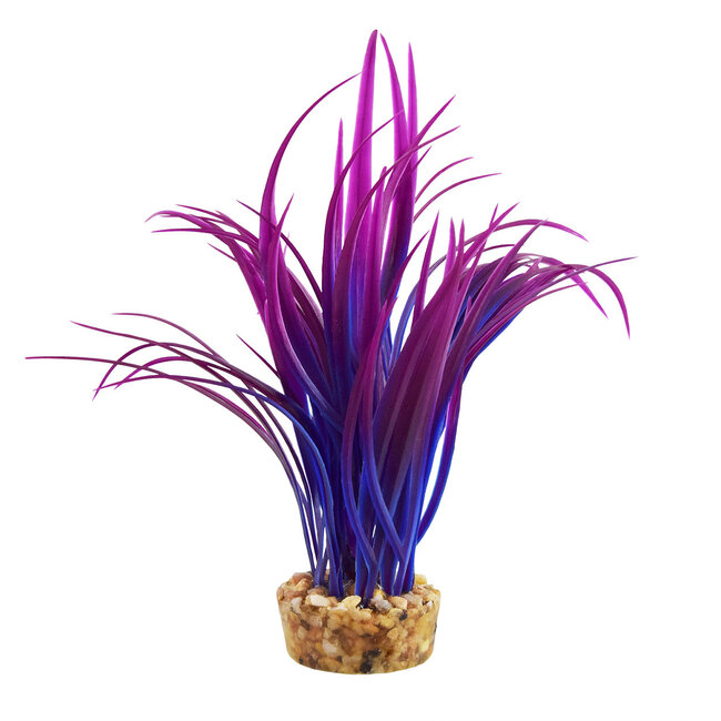 Japonica Purple 6" Aquarium Plant