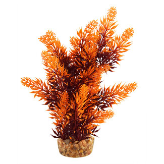 Underwater Treasures Hygro Tree Sunset 8" Aquarium Plant