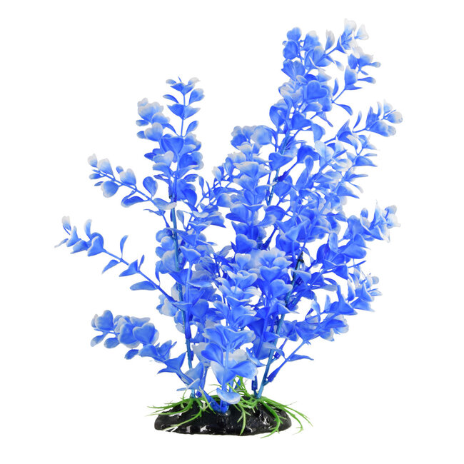 Blue Moon Bog Aquarium Plant