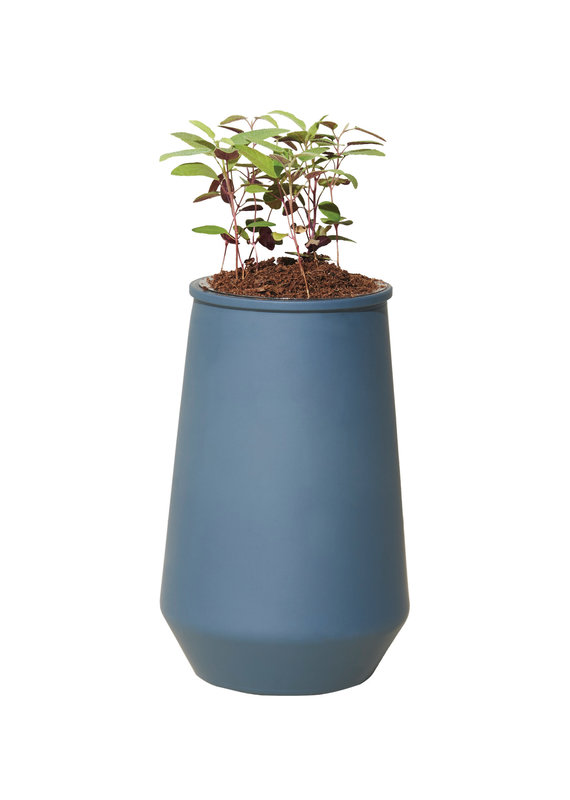 Modern Sprout Tapered Tumbler-Eucalyptus