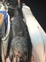 Double Tuna Bag 10ft x 4ft Zipper