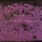 New Vinyl Mazzy Star - So Tonight That I Might See LP