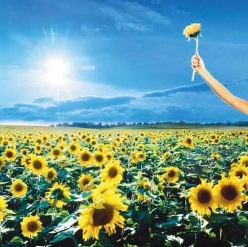 New Vinyl Stone Temple Pilots - Thank You (Brick & Mortar Exclusive, Opaque Sky Blue) 2LP