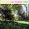 New Vinyl Cat Power - You Are Free LP