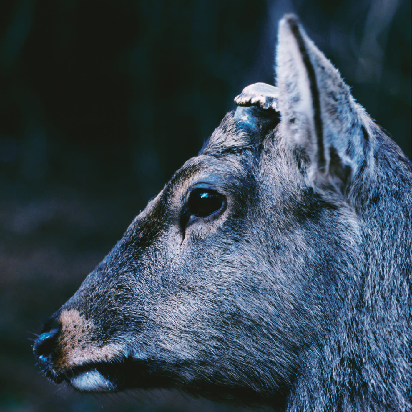 New Vinyl toe - the book about my idle plot on a vague anxiety ("Deer Glisten" Blue) LP
