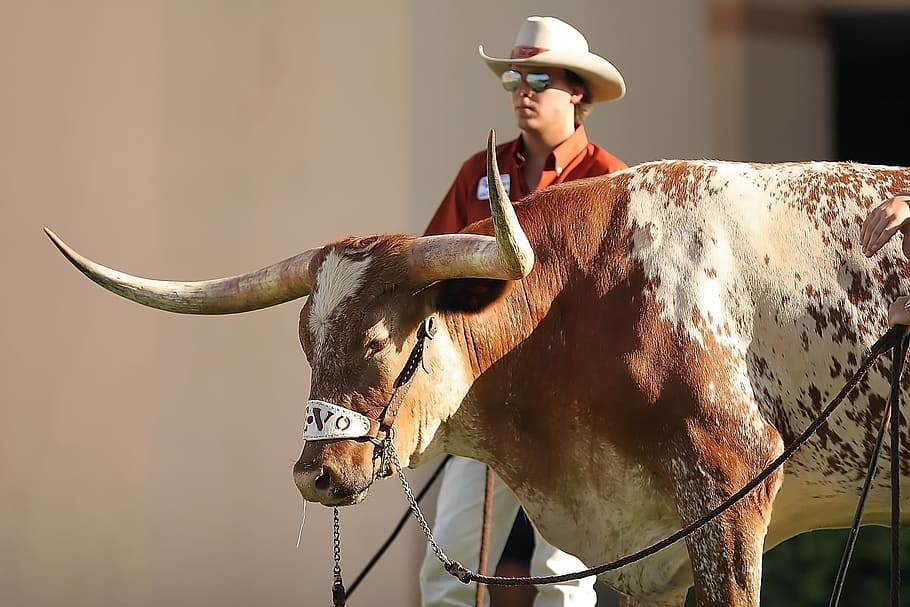  Man with a cowboy wearing a cowboy hat and sunglasses