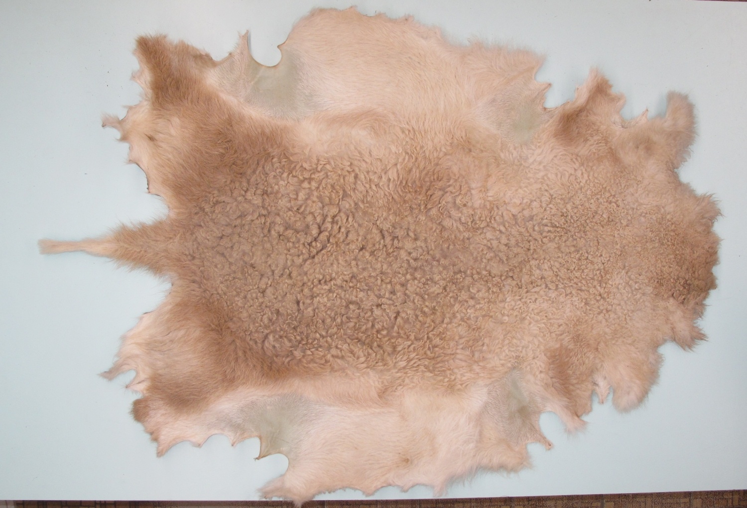 Sheep hide examined for selection