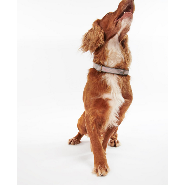 Barbour Reflective Dog Collar