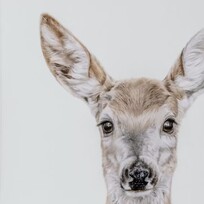 Crystal Clarke Animal Art "Grace" The Deer | Greeting Card