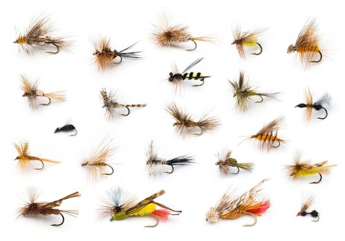 Flies