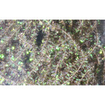 Hareline Hareline - Midge Cactus Chenille (MCC)