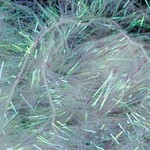 Wapsi Wapsi - Palmer Chenille - Medium (CPL2)