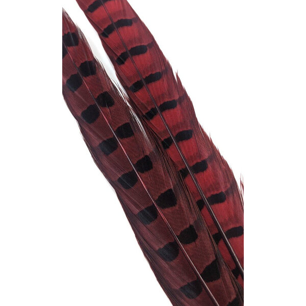 Wapsi Wapsi - Ringneck Pheasant Tail Feathers (1 Pair) (PTP)