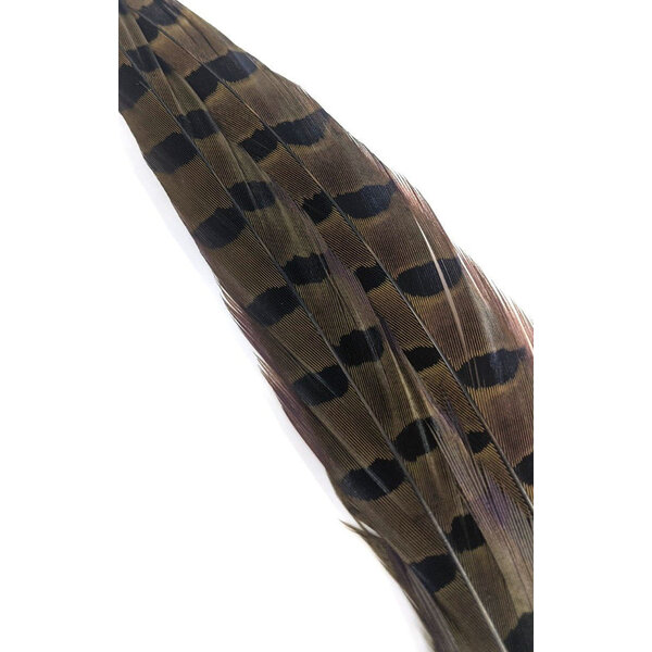 Wapsi Wapsi - Ringneck Pheasant Tail Feathers (1 Pair) (PTP)