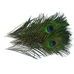Wapsi Wapsi - Peacock Eyes (PEE)