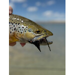 Mountain Anlger Chapman's - Schloppy Toppy -  3 Pack