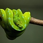 Green tree python
