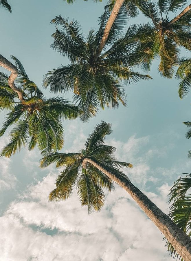 Palm tree sky