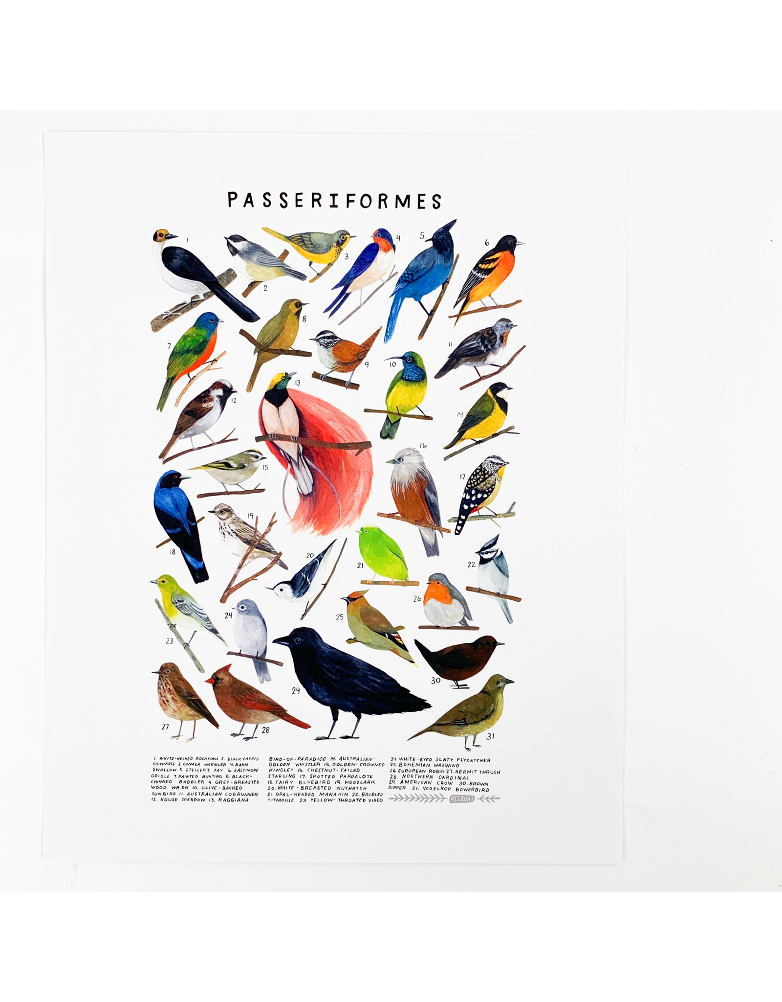 Kelzuki/Consignment Passeriformes Print/ Consignment