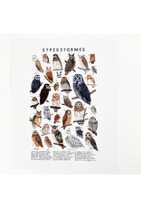 Kelzuki/Consignment Strigiformes prints/Consignment