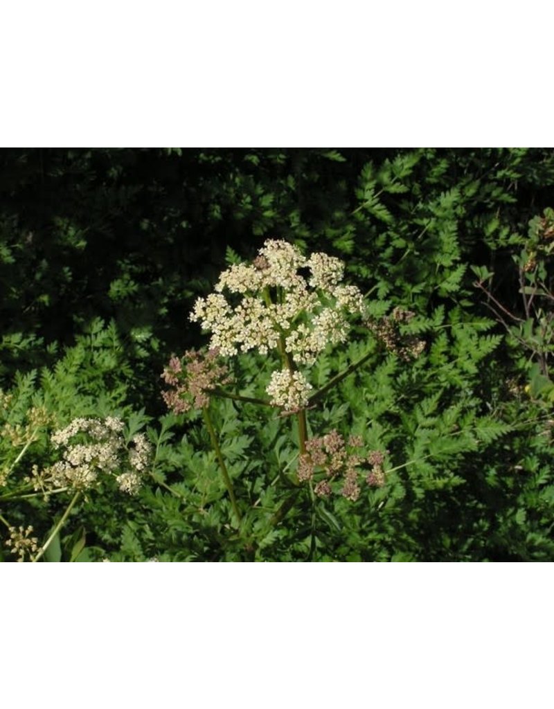 Osha / Bear Root herb / Ligusticum porteri 1 oz