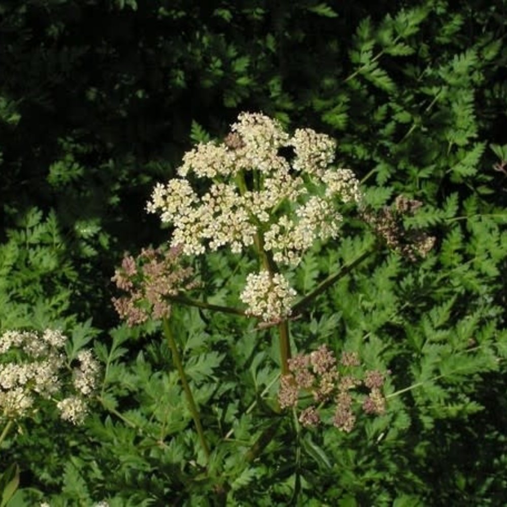 Osha / Bear Root herb / Ligusticum porteri 1 oz