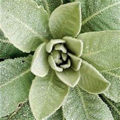 Mullein Leaf 4 oz Mullein Leaf 4 oz
