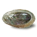 Prabhujis Gifts Abalone Shell Burner Large 5" - 6.5"