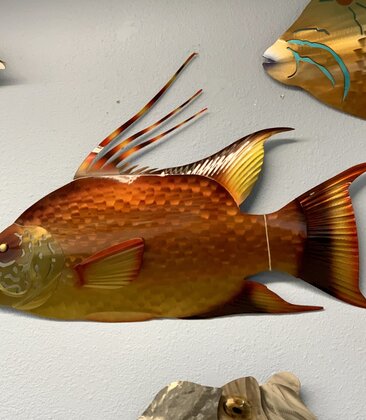 HOGFISH LG