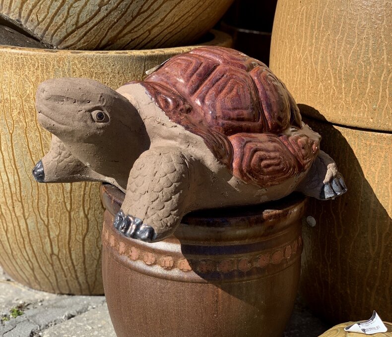 PAINTED SHELL TORTUGA