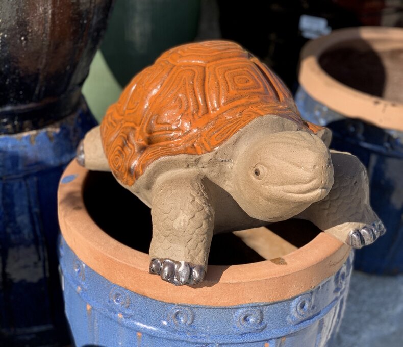 PAINTED SHELL TORTUGA