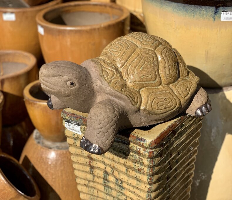 PAINTED SHELL TORTUGA