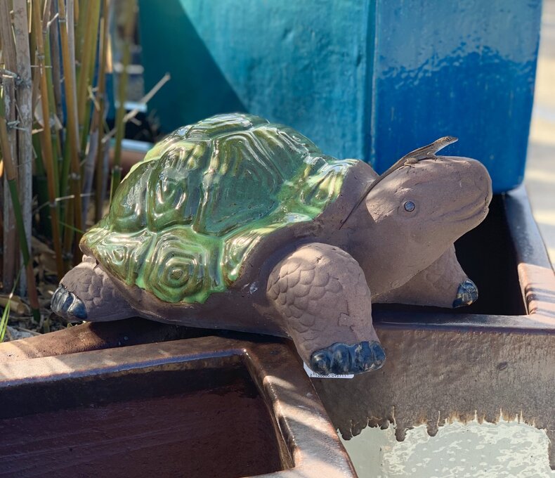 PAINTED SHELL TORTUGA