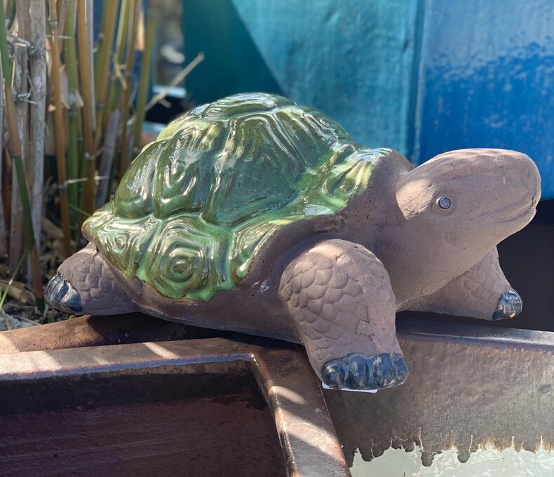 PAINTED SHELL TORTUGA