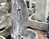 Tall Leaf Fountain FM
