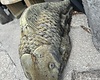 Giant Koi Statuary WS 130lbs