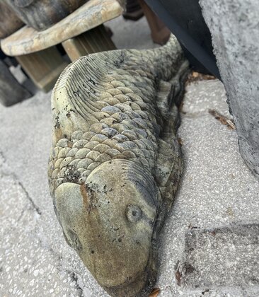 Giant Koi Statuary WS 130lbs