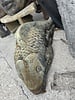 Giant Koi Statuary WS 130lbs