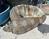 Large Conch Planter WS 180 lb