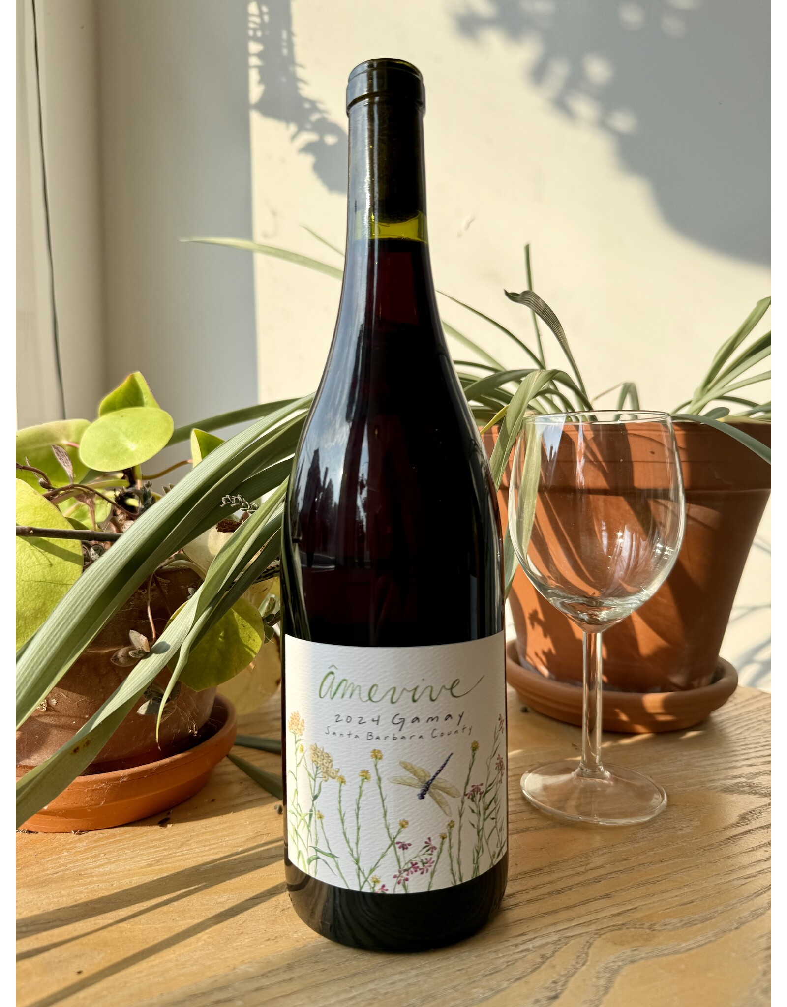 Amevive Gamay Santa Barbara 2024