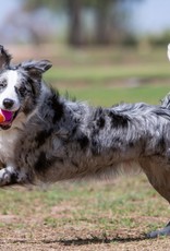 KONG KONG AirDog Squeakair Birthday Balls Dog Toy - Medium 3-Pack