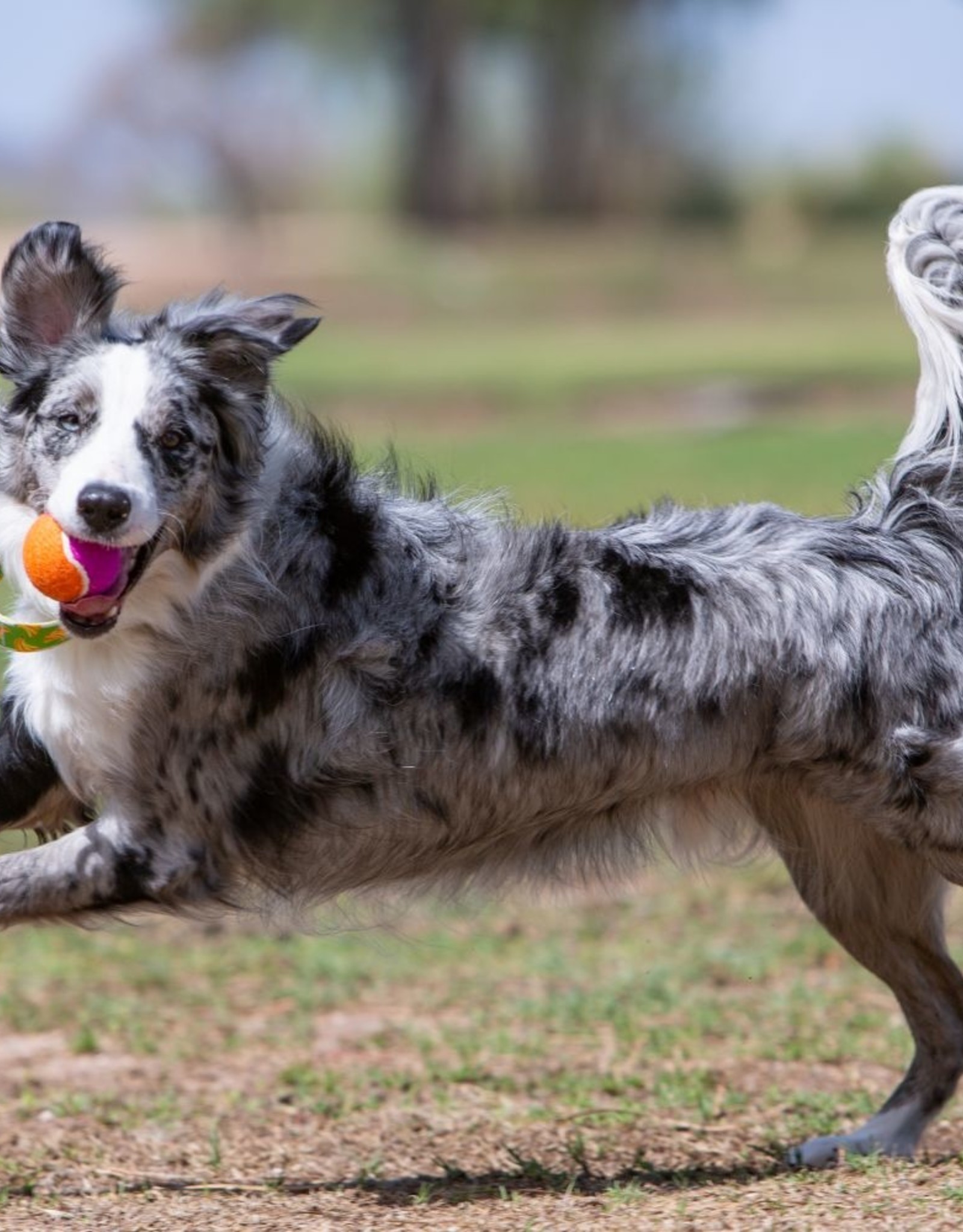 KONG KONG AirDog Squeakair Birthday Balls Dog Toy - Medium 3-Pack