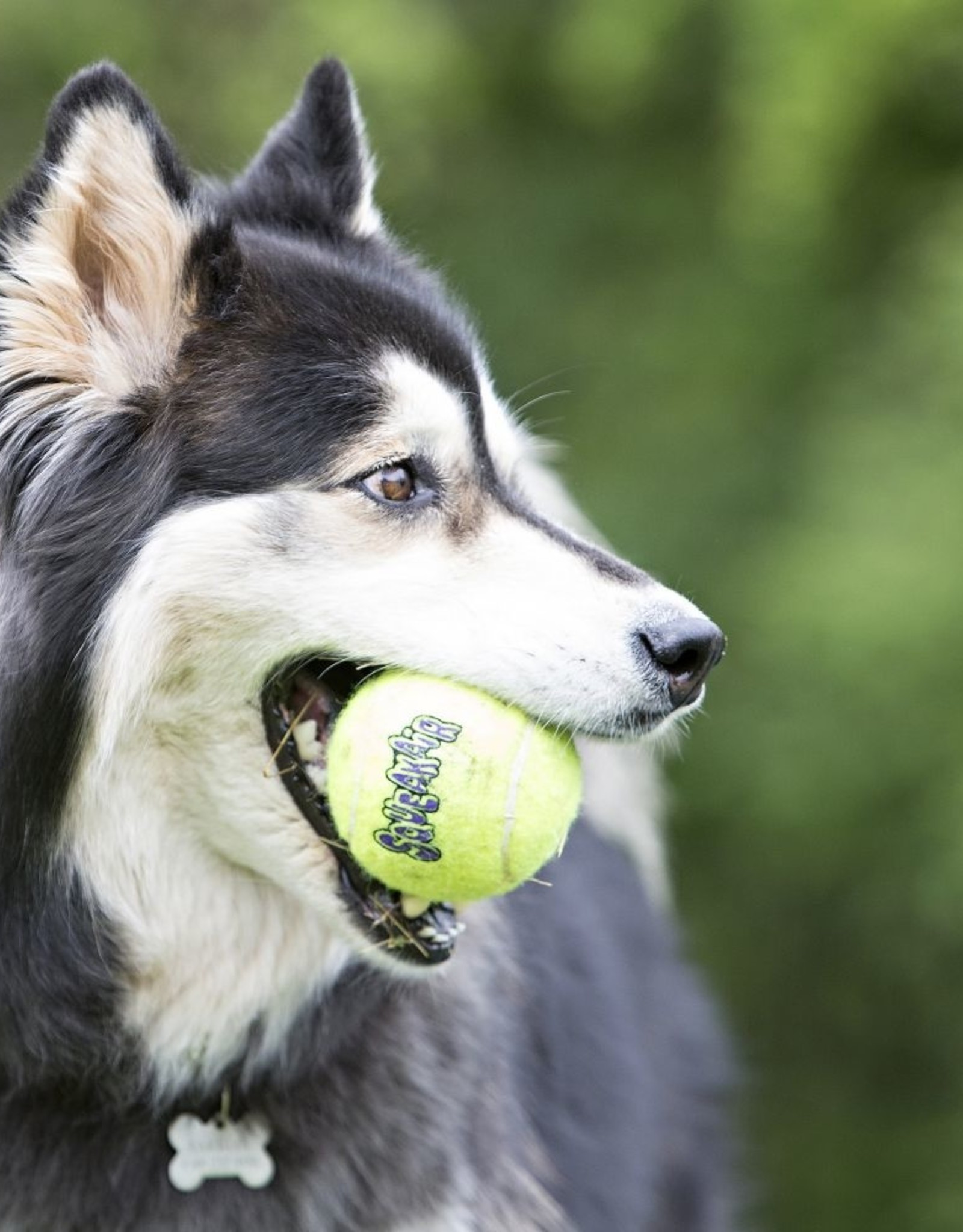 KONG KONG AirDog Squeakair Ball Dog Toy - Medium, 3-Pack