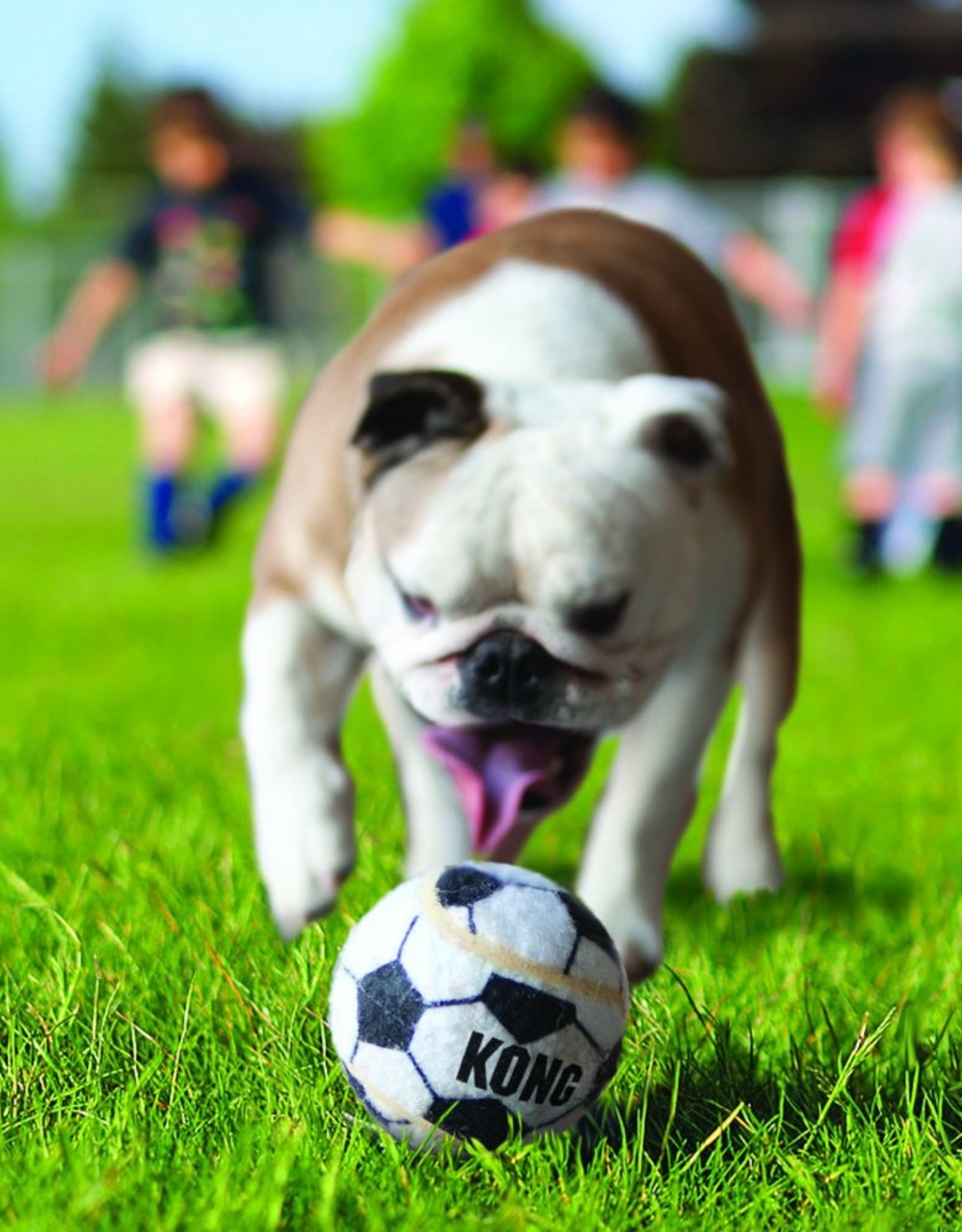 KONG KONG Sport Balls - Small (3 Pack - Assorted)