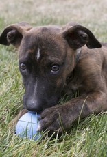 KONG KONG Puppy Ball With Hole Dog Toy Assorted - Small